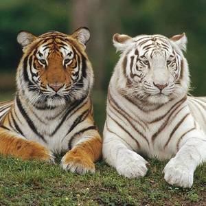 Meet your Posher, Roman